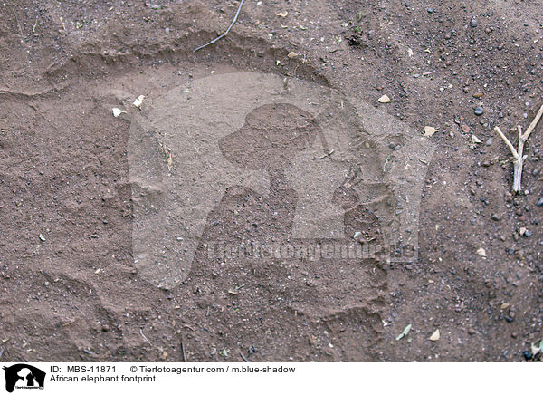 African elephant footprint / MBS-11871