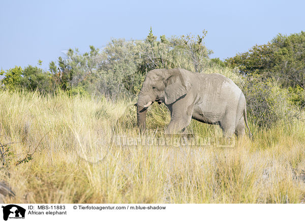 Afrikanischer Elefant / African elephant / MBS-11883