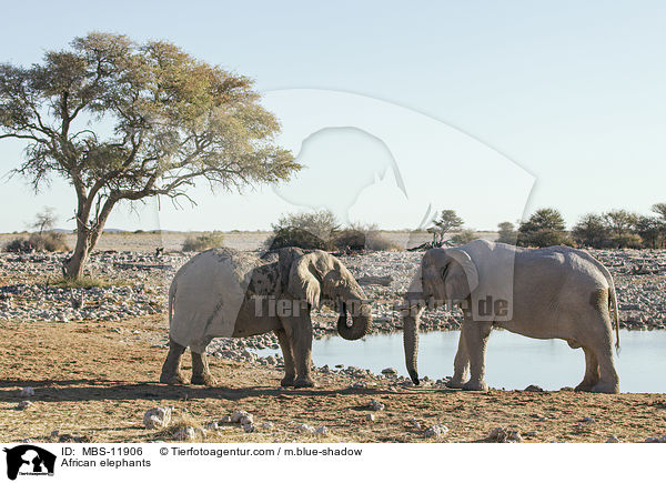 Afrikanische Elefanten / African elephants / MBS-11906