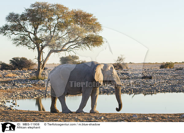 African elephant / MBS-11908