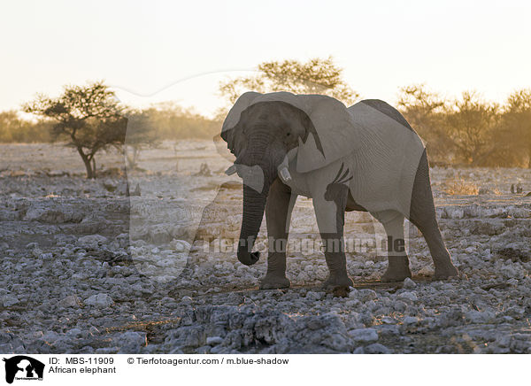 African elephant / MBS-11909