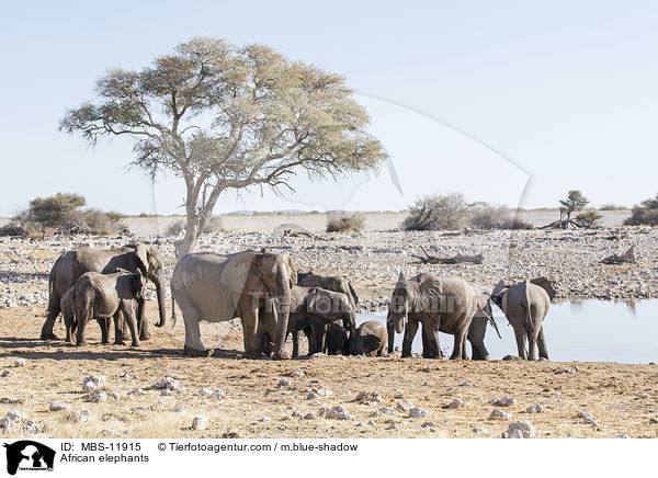 Afrikanische Elefanten / African elephants / MBS-11915