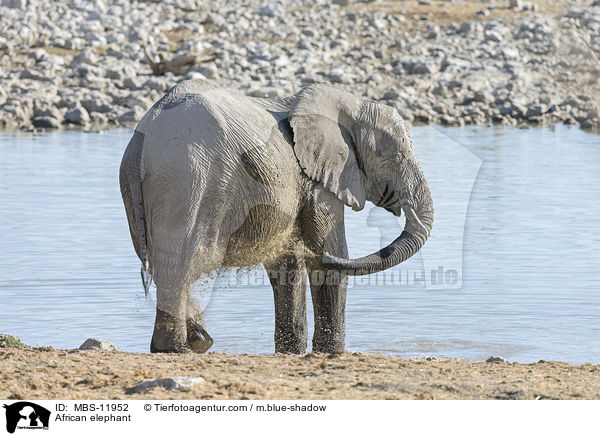 Afrikanischer Elefant / African elephant / MBS-11952