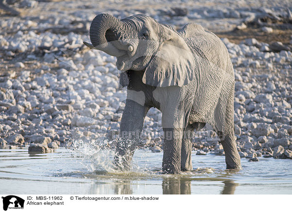 Afrikanischer Elefant / African elephant / MBS-11962