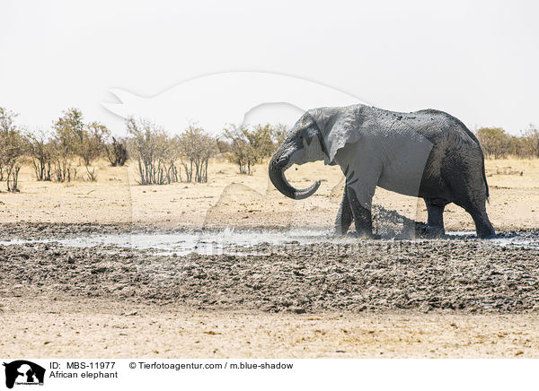 Afrikanischer Elefant / African elephant / MBS-11977