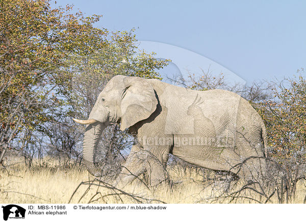 African elephant / MBS-11986