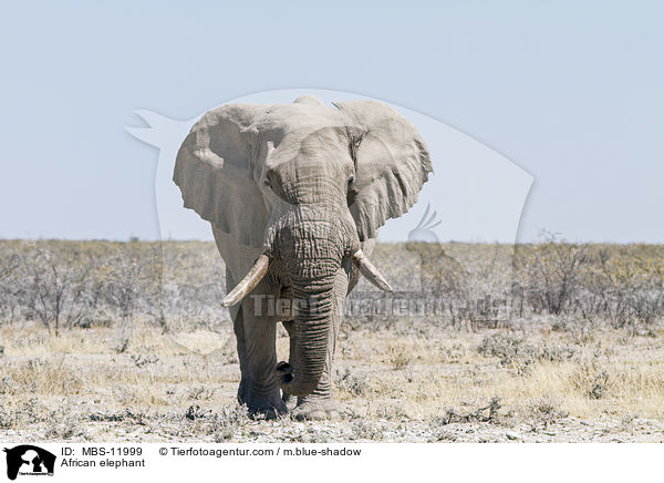 African elephant / MBS-11999