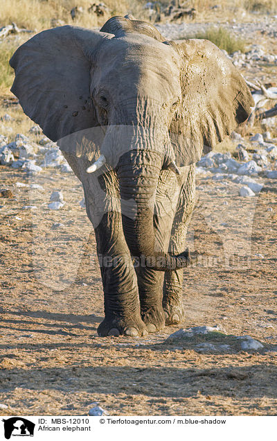 African elephant / MBS-12010