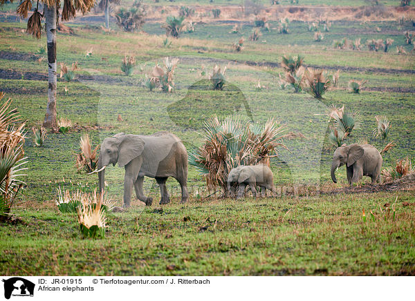 Afrikanische Elefanten / African elephants / JR-01915