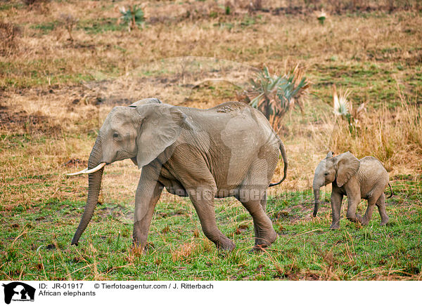 Afrikanische Elefanten / African elephants / JR-01917