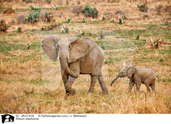 Afrikanische Elefanten / African elephants / JR-01918