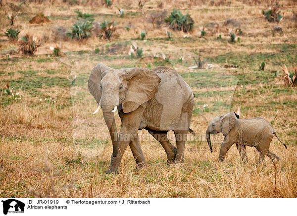 Afrikanische Elefanten / African elephants / JR-01919