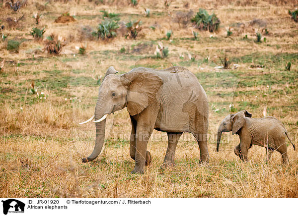 Afrikanische Elefanten / African elephants / JR-01920
