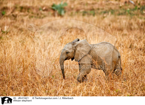 Afrikanischer Elefant / African elephant / JR-01921