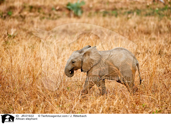 Afrikanischer Elefant / African elephant / JR-01922