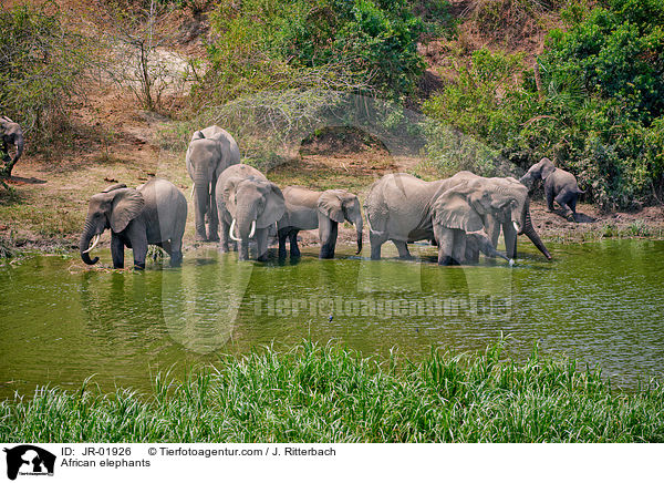 Afrikanische Elefanten / African elephants / JR-01926