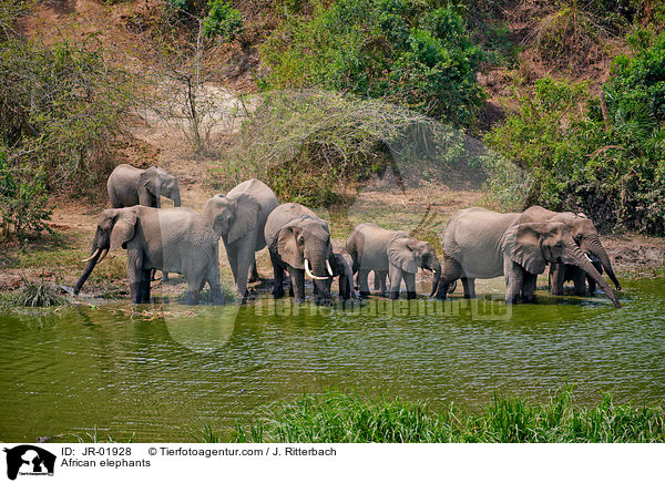 Afrikanische Elefanten / African elephants / JR-01928