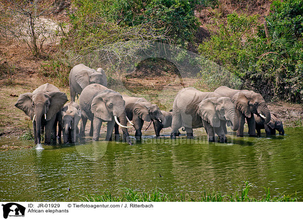Afrikanische Elefanten / African elephants / JR-01929