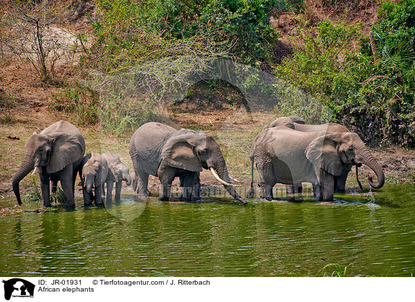 Afrikanische Elefanten / African elephants / JR-01931