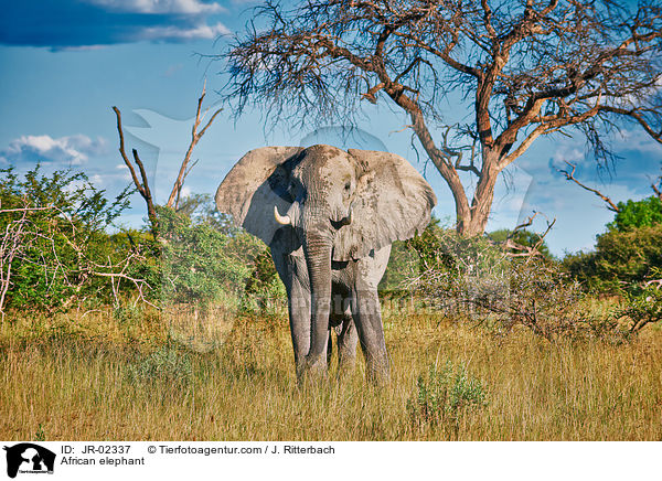 Afrikanischer Elefant / African elephant / JR-02337