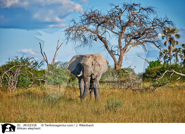 Afrikanischer Elefant / African elephant / JR-02338