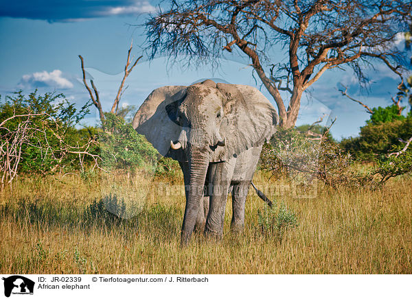 Afrikanischer Elefant / African elephant / JR-02339