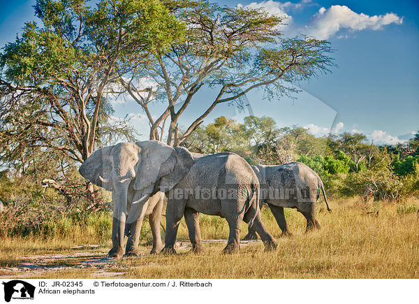 Afrikanische Elefanten / African elephants / JR-02345