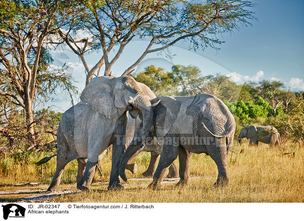 Afrikanische Elefanten / African elephants / JR-02347