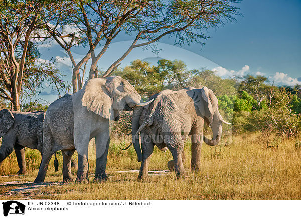 Afrikanische Elefanten / African elephants / JR-02348