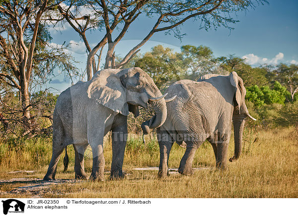 Afrikanische Elefanten / African elephants / JR-02350