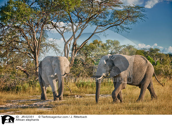 Afrikanische Elefanten / African elephants / JR-02351