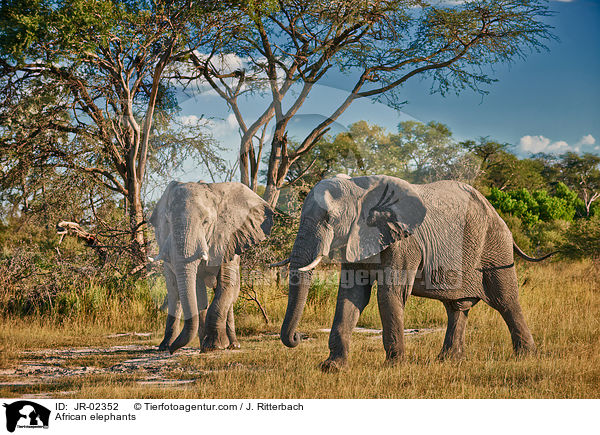 Afrikanische Elefanten / African elephants / JR-02352