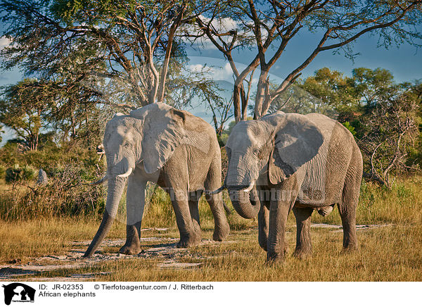 Afrikanische Elefanten / African elephants / JR-02353