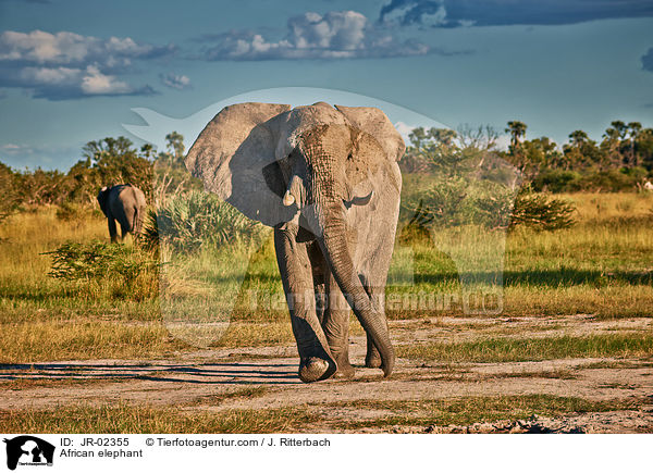 Afrikanischer Elefant / African elephant / JR-02355