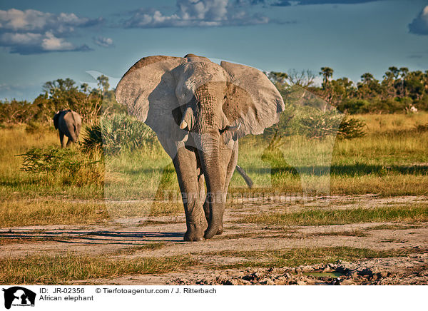 Afrikanischer Elefant / African elephant / JR-02356