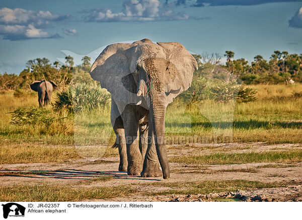 Afrikanischer Elefant / African elephant / JR-02357