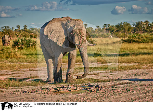 Afrikanischer Elefant / African elephant / JR-02359