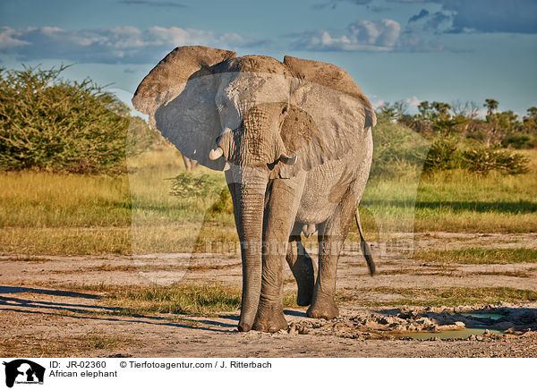 Afrikanischer Elefant / African elephant / JR-02360