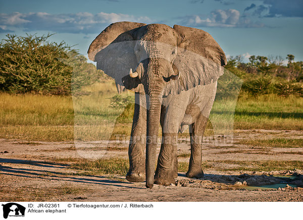 Afrikanischer Elefant / African elephant / JR-02361