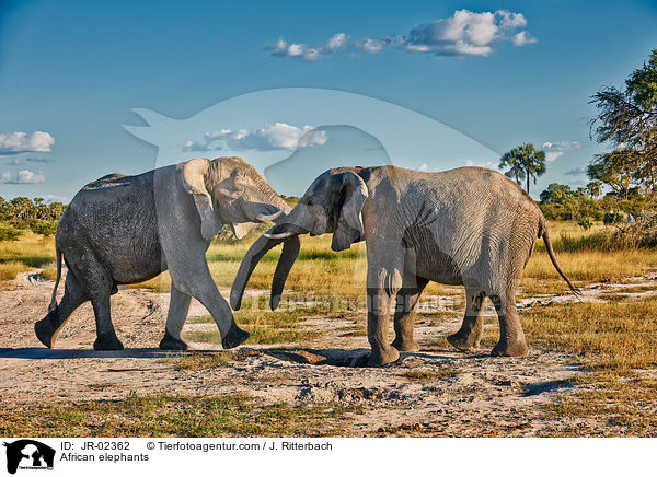 Afrikanische Elefanten / African elephants / JR-02362
