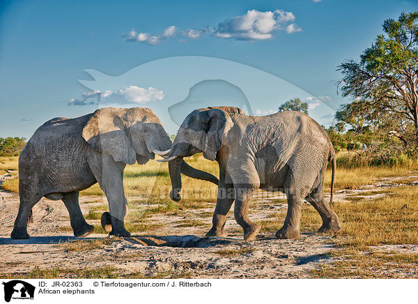 Afrikanische Elefanten / African elephants / JR-02363