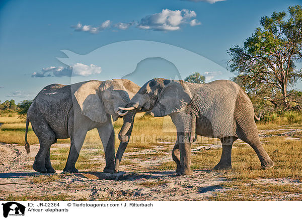 Afrikanische Elefanten / African elephants / JR-02364
