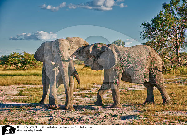 Afrikanische Elefanten / African elephants / JR-02369