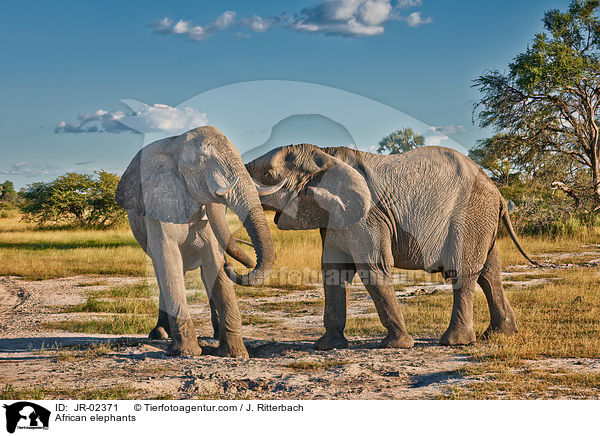 Afrikanische Elefanten / African elephants / JR-02371