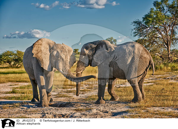 Afrikanische Elefanten / African elephants / JR-02373