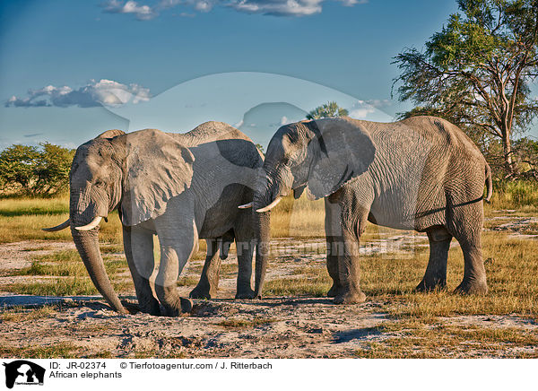 Afrikanische Elefanten / African elephants / JR-02374