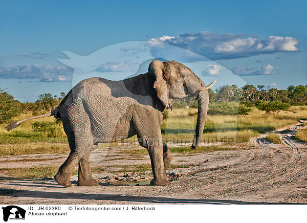 Afrikanischer Elefant / African elephant / JR-02380