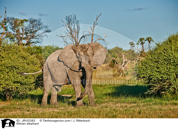 Afrikanischer Elefant / African elephant / JR-02383