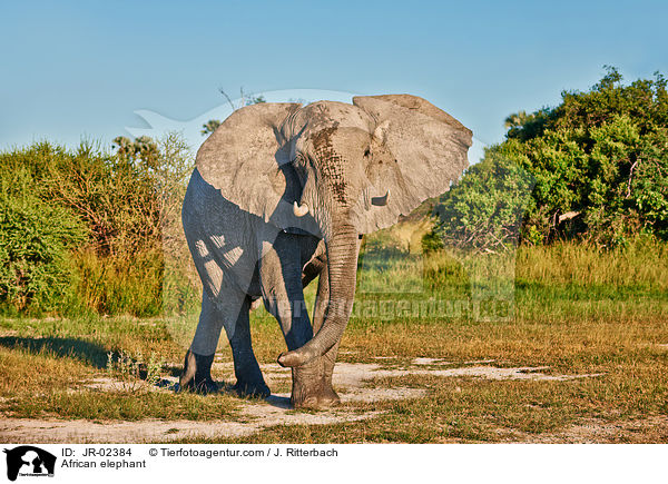 Afrikanischer Elefant / African elephant / JR-02384