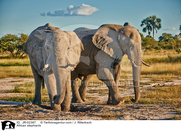 Afrikanische Elefanten / African elephants / JR-02387